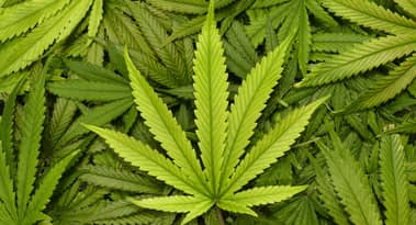 Migliori azioni cannabis sottovalutate da tenere d'occhio nel 2022