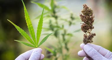 Best high-growth marijuana stocks to buy now
