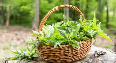 Top 3 weed stocks to put on your watch list this year