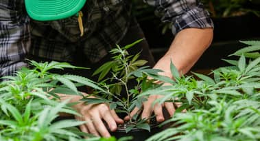 Action Tilray : Canaccord Genuity voit une hausse de 75 %