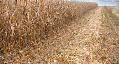 Corn price analysis as Argentina production retreats