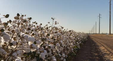 Cotton price forecast: towards a 12% dip amid abundant supplies
