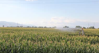 Corn prices forecast: fortune favours the brave