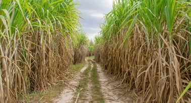 Preisprognose für Zucker: Schwächerer BRL/USD gleicht hohe Ethanol-Nachfrage aus