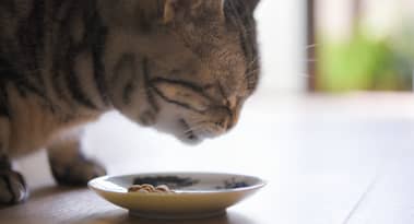Chewy stock rallies as SEC filing confirms Roaring Kitty stake