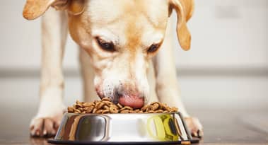 Chewy stock soared 25% in extended trading: explore why