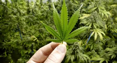 Aurora Cannabis just bought MedReleaf Australia: find out more
