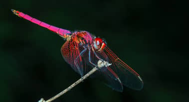 Dragonfly acquires a16z-backed crypto hedge fund MetaStable