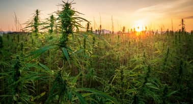 Vad hände med cannabisaktiebubblan? Vad härnäst?