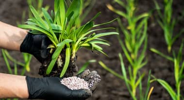 Fertilizer prices ease but is affordability a thing of the past: A deep dive