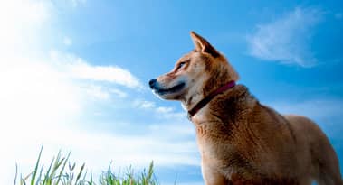 Why is Dogecoin going up? Is Doge the future of Twitter?