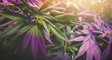 Why are cannabis stocks rising? Sector bounces following ugly 2022