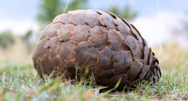 Pangolin DEX integrates Orbs’ dTWAP order type