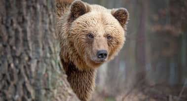 Bitcoin on-chain data suggests BTC not out of the woods just yet