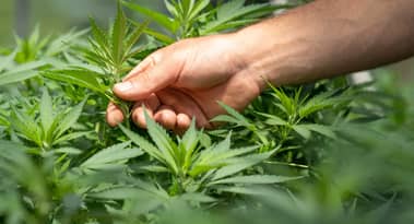 Tilray secures new cannabis cultivation license in Germany: Is it time to buy TLRY?
