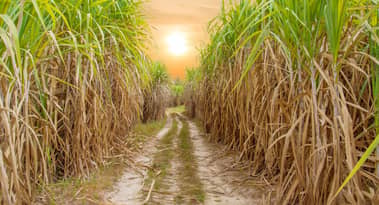 Sugar price rockets higher as supply concerns continue