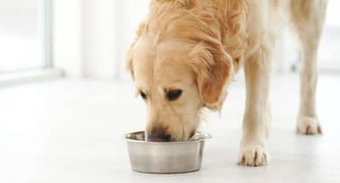 Cranswick signs deal with Pets at Home following solid annual results