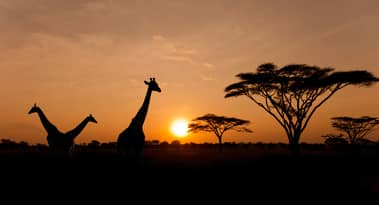 African currencies are crashing and there is no easy way out
