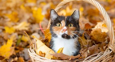 Decentralized messaging dApp ChitCAT token trending after 1,260,610% surge