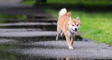 Shiba Inu (SHIB) outshines PEPE on trending searches, but here's the catch