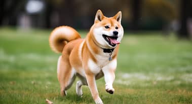 Here’s why Shiba Inu, Zcash, Monero, Kava prices just rallied