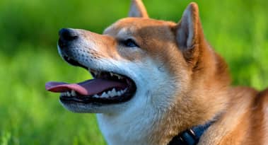 Shiba Inu dethrones Cardano as it joins the top tens by market cap: SHIB up 18%