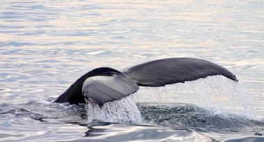 Dormant whales accumulate massive Arbitrum (ARB) tokens, raising concerns
