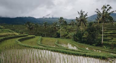 Rice futures prices crashed but El Nino could be a catalyst
