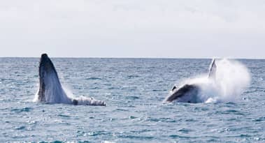 Bitcoin (BTC) outlook as key whales increasingly accumulate stablecoins