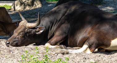 Bitcoin’s market dominance hits record lows as altcoins soar post-XRP win
