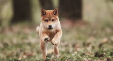 يستأنف شيباريوم التابع لـ Shiba Inu عملياته بعد حدوث خلل مؤقت