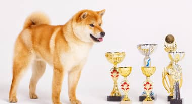 Shiba Inu network flourishes as L2 blockchains see increased popularity