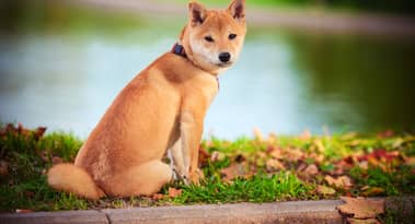 Bitcoin, Chancer price outlook as Shiba Inu open interest surpasses $100 million