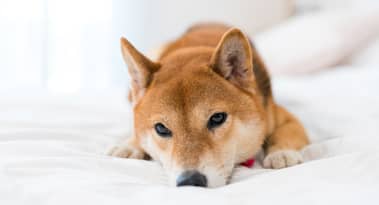 Shiba Inu’s Shibarium: evaluating initial challenges & potential future                           