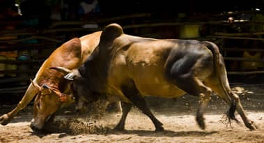 CHANCER price forecast amid bullish bets on crypto