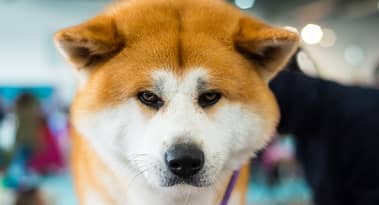 Meme coins price prediction: PEPE, Shiba Memu, Shiba Inu