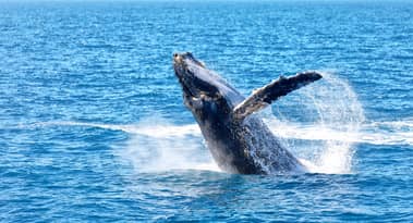 Ethereum whale activity spikes to 16-week high