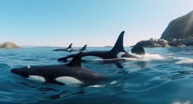 Whales steadily accumulate Optimism despite OP’s recovery challenges