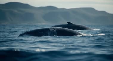 XRP price analysis as Whales move over 77 million tokens