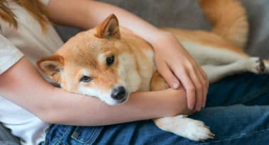 Dog Kabosu's legacy lives on: New Shiba Inu, Neiro, sparks buzz in crypto community