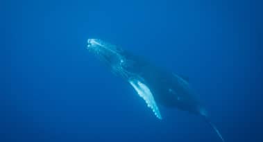 Evaluating Polygon (MATIC) potential amid declining whale interest