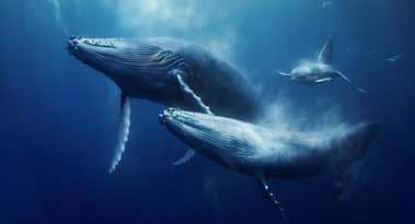 Pump.funs PUMP stiger 13%, da Whales vinder 2,74 mia. tokens på tværs af børser