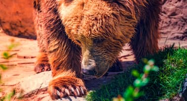 Advantest, Softbank shares follow US tech peers to crash over DeepSeek fears