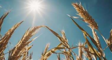 Russian wheat output to decline ‘notably’; Brazilian soybeans volatile