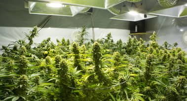 Down 99% from ATH, is Tilray Brands (TLRY) stock a bargain?