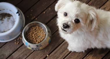 Piper Sandler upgrades Chewy ahead of Q2 earnings with a $35 target: Should you buy?