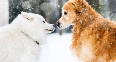 What’s happening with Floki Inu and Dogelon Mars (ELON) prices?