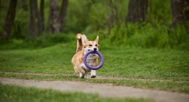 Memecoins market cap hits $26.5B on PepeCoin-led revival