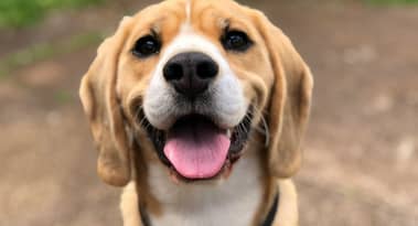Could Bitcoin Dogs benefit from expected rally in Bitcoin in 2024?