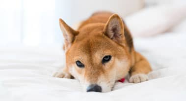 Shiba Inu outlook: What 417 trillion coins hitting break-even mean for SHIB price
